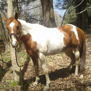 Meet your Posher, Hannah